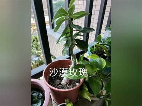 適合西曬的植物|西曬陽台大型植物：7種適合種植的品種推薦 